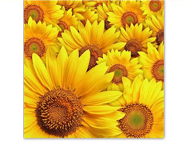 20 PACK LUNCHEON 3 PLY NAPKIN (SUNFLOWER)