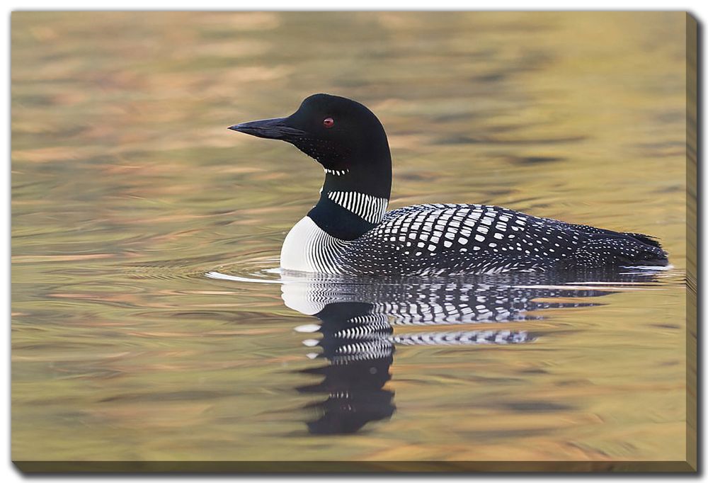 CLOSEUP COMMON LOON CANVAS WALL DECOR 16X20